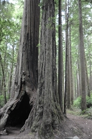 Redwood NP